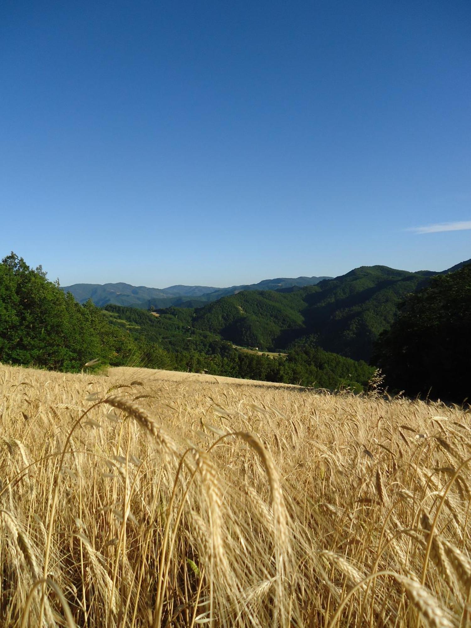 Agriturismo I Monti Di Salecchio Palazzuolo Sul Senio Buitenkant foto