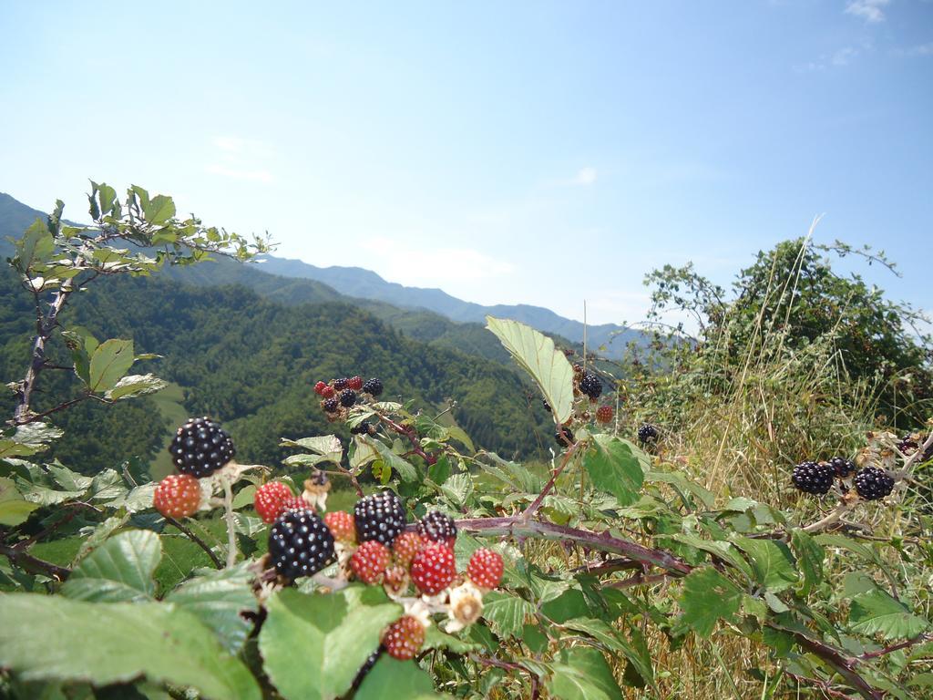 Agriturismo I Monti Di Salecchio Palazzuolo Sul Senio Buitenkant foto