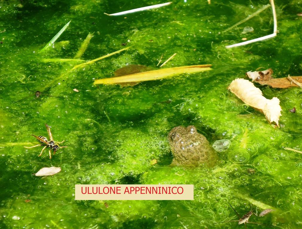 Agriturismo I Monti Di Salecchio Palazzuolo Sul Senio Buitenkant foto